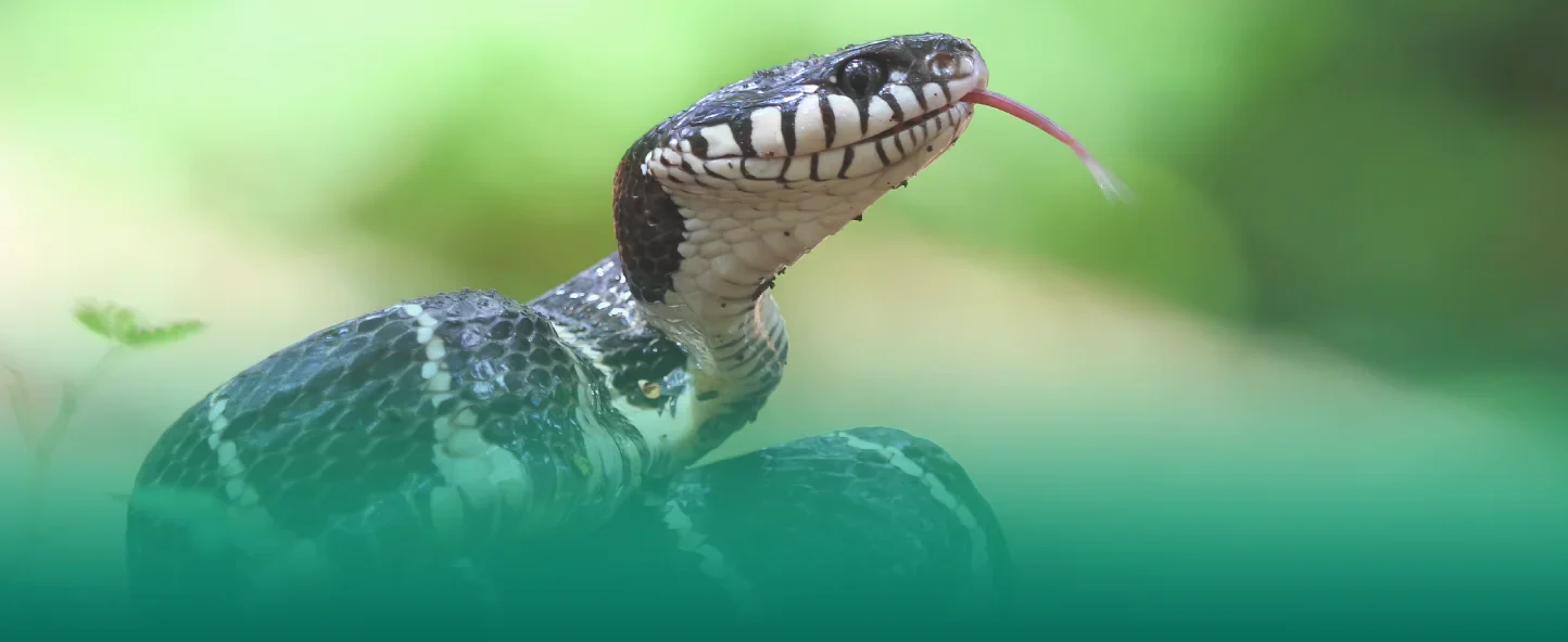 Debunking Myths About Snake Bites
